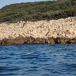 Krstas- Gonar *