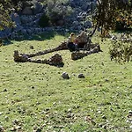 Krstas- Gonar